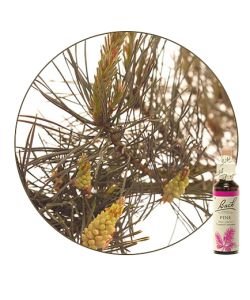 Pin sylvestre - Pine (n°24), 20 ml